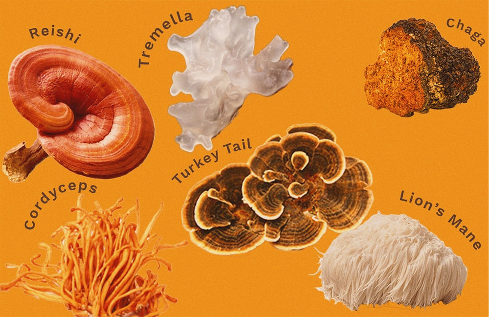 The Benefits of Medicinal Mushrooms Reishi, Lion's Mane, Chaga, Cordyceps, Turkey Tail, Tremella