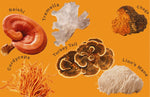 The Benefits of Medicinal Mushrooms Reishi, Lion's Mane, Chaga, Cordyceps, Turkey Tail, Tremella