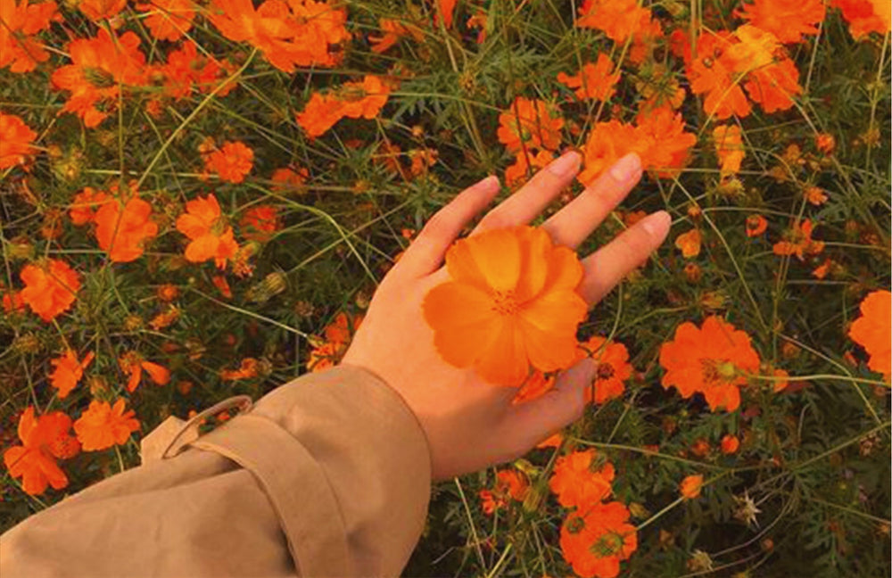 Woman's hand holding an orange flower in autumn