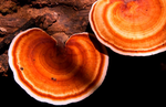 Inner Atlas Beta Glucans | medicinal mushrooms | reishi mushroom | chaga mushroom | turkey tail mushroom | lions mane australia