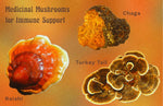 Chaga, Reishi and Turkey Tail medicinal mushrooms support immunity