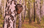 Chaga on a birch tree | Medicinal Mushrooms | Adaptogens