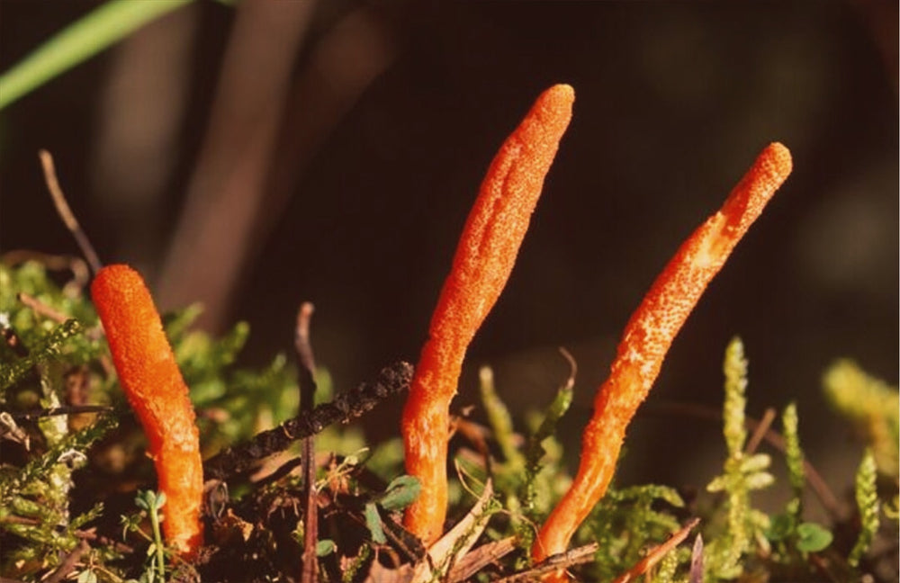 Cordyceps fruiting bodies emerging from grass