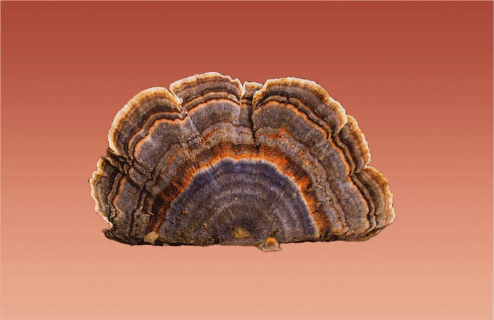 Turkey Tail and its Top Benefits