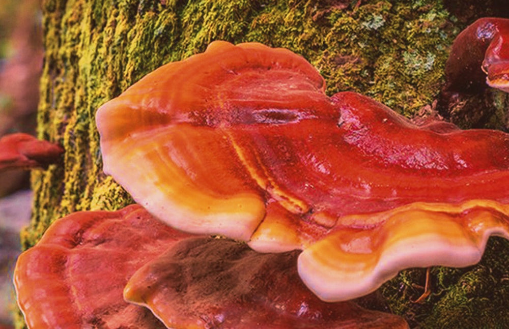 Reishi Mushroom | Medical Mushrooms: A Guide to Reishi Mushroom Benefits | Adaptogens