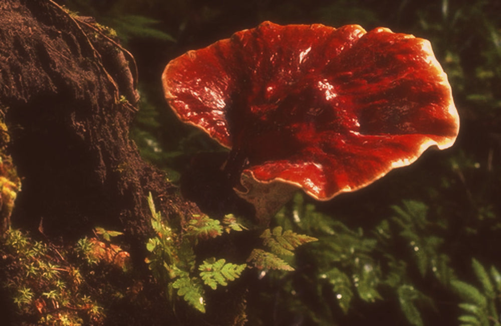 Reishi Medicinal Mushroom