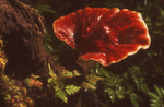 Reishi Medicinal Mushroom