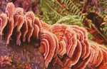 Wild Turkey Tail Mushroom | Turkey Tail & Immune Support | Medicinal Mushrooms | Adaptogens