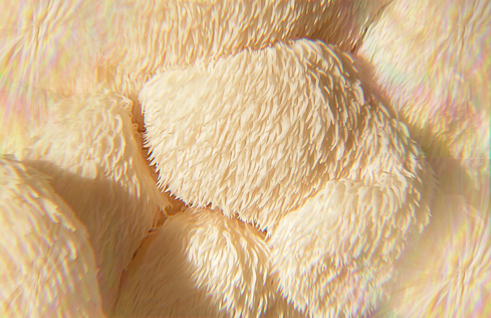 Lion's Mane Mushroom Enhancing Memory by Boosting Nerve Growth in the Brain
