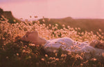 Relaxed Girl Field of Flowers | Medicinal Mushrooms | Reishi Mushrooms