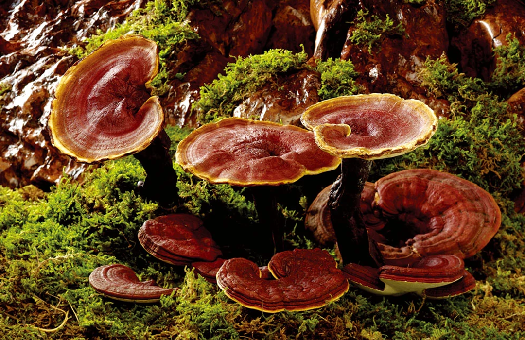 The Different Colours of Reishi Mushroom | Inner Atlas