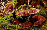 Reishi Medicinal Mushroom