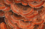 Turkey Tail Mushroom for Immune Support | Turkey Tail Mushroom Australia
