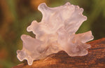 Tremella Mushroom Benefits  | Medicinal Mushrooms Organic Cordyceps & Turkey Tail