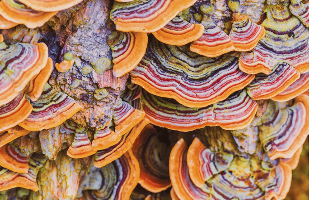 Turkey Tail and its Benefits for Gut Health
