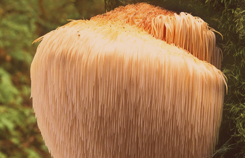 What Is Lions Mane Used For? | medicinal mushrooms | reishi mushroom | chaga mushroom | turkey tail mushroom | lions mane australia